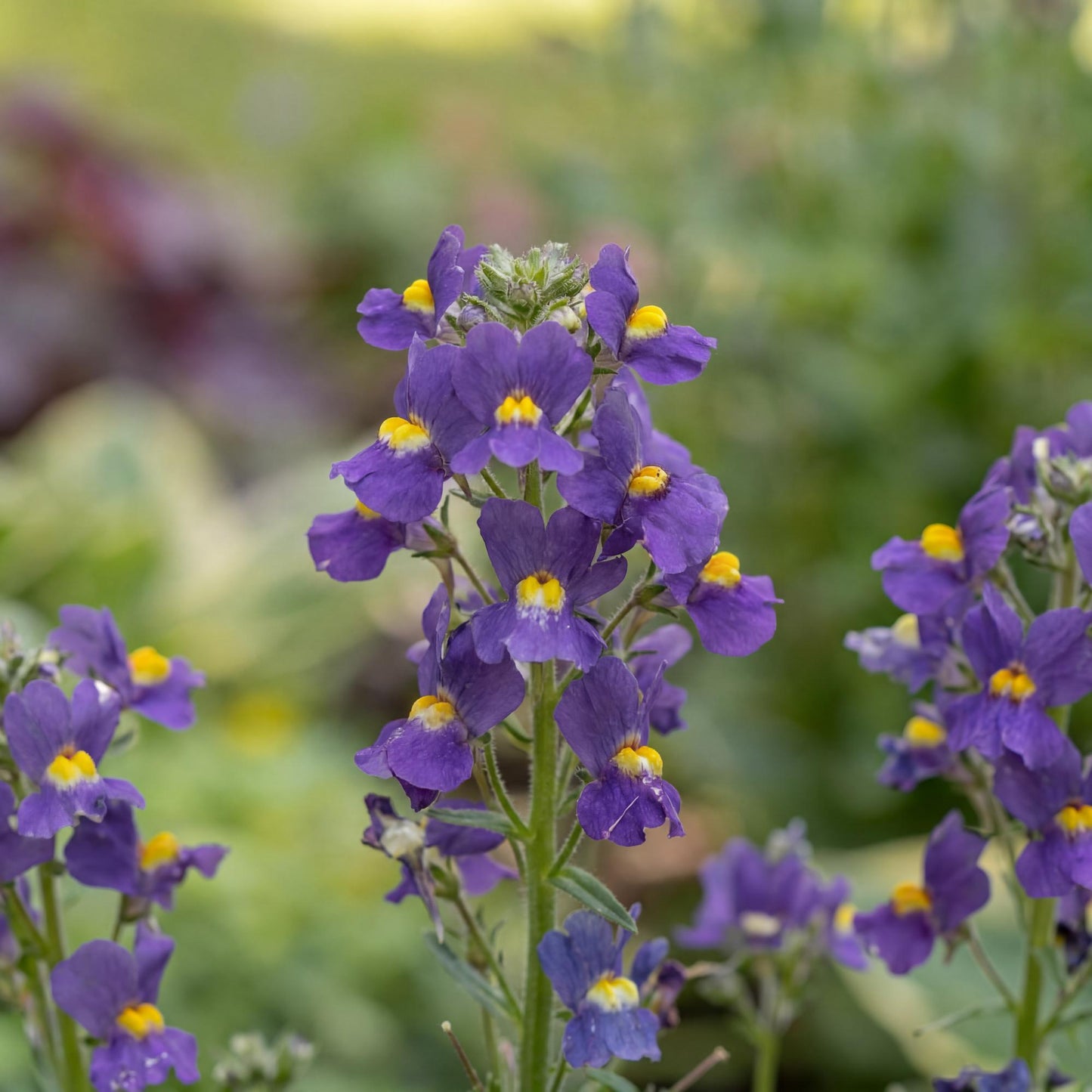 Karoo Dark Blue Nemesia