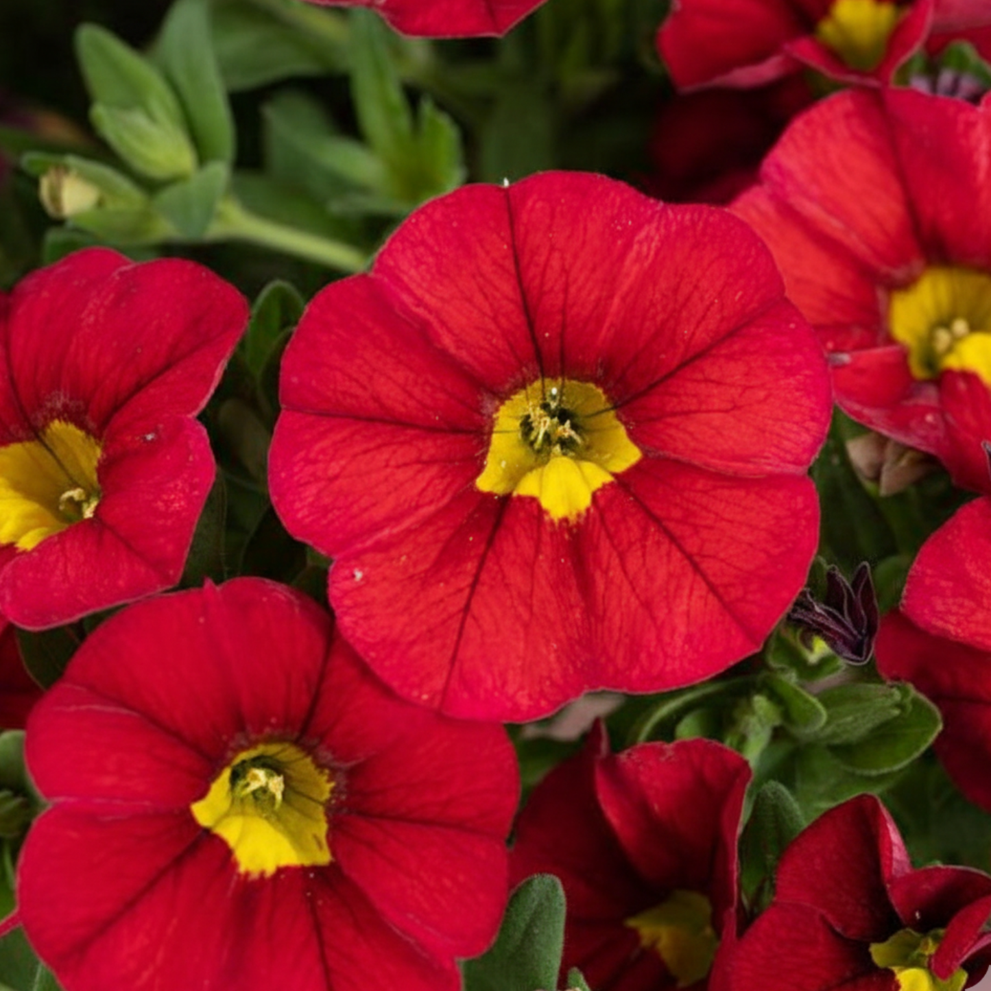 Chili Pepper Lia Calibrachoa