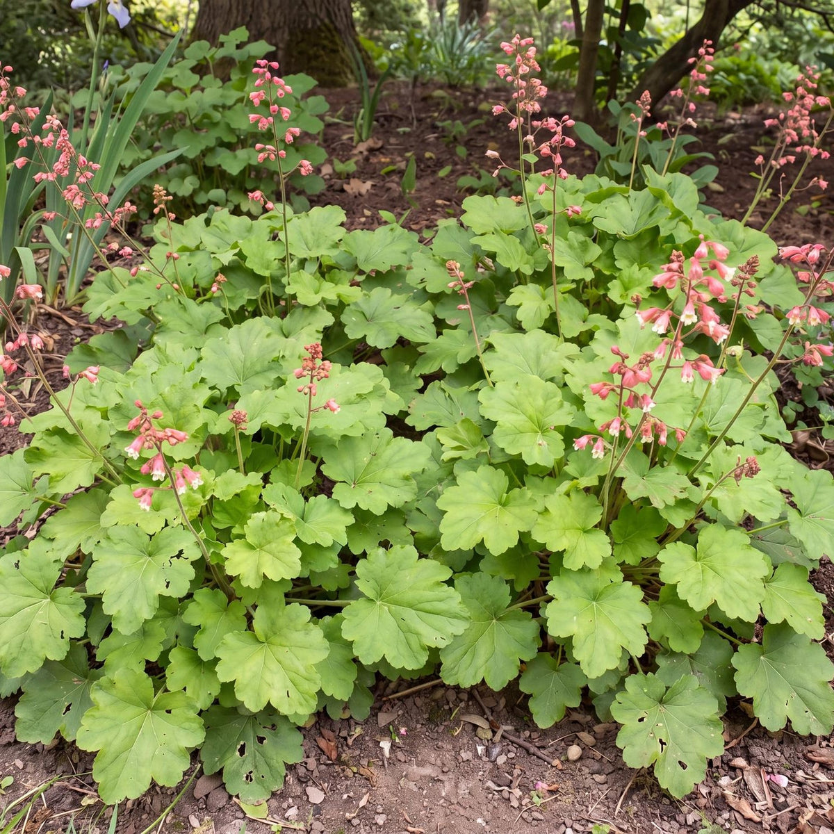 Old La Rochette Coral Bells, Heuchera, in a 4-inch pot with rounded evergreen foliage in a low, spreading clump