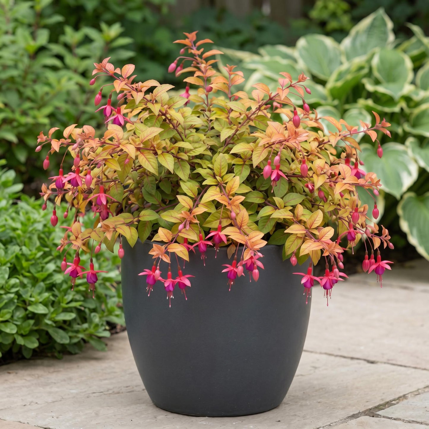 Autumnale Trailing Fuchsia