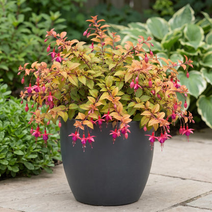 Autumnale Trailing Fuchsia