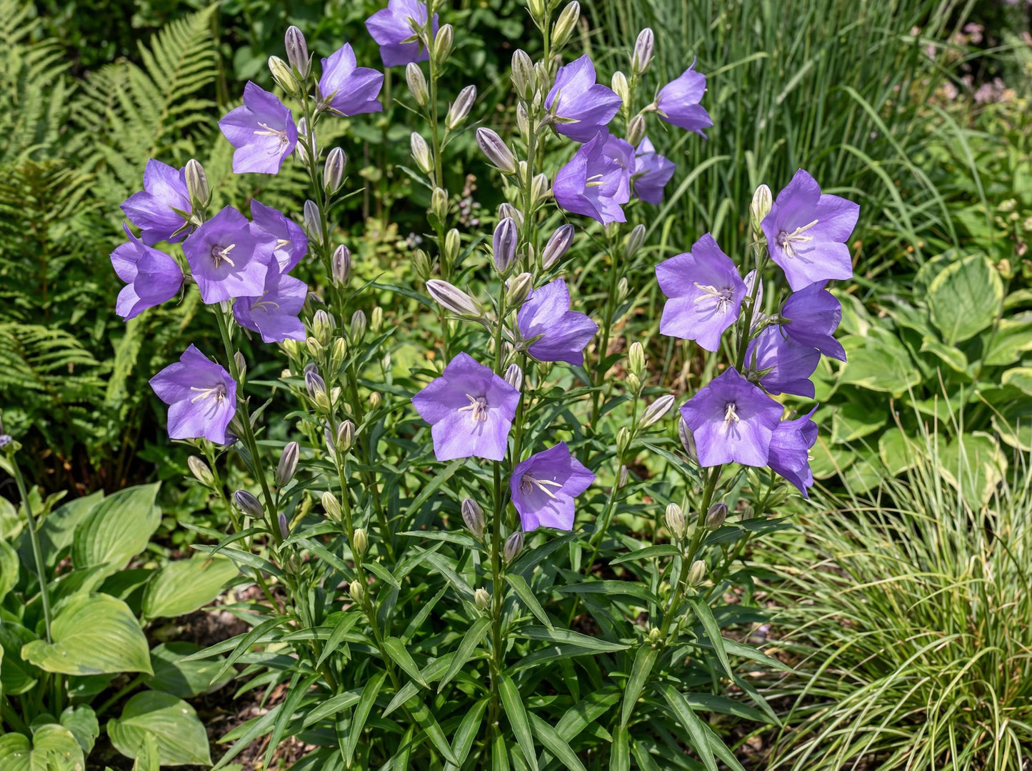 Peach-Leaved Bellflower