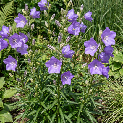 Peach-Leaved Bellflower