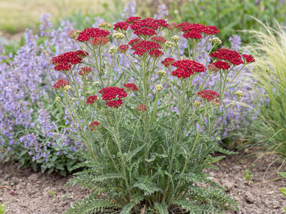 Tutti Frutti Pomegranate Yarrow
