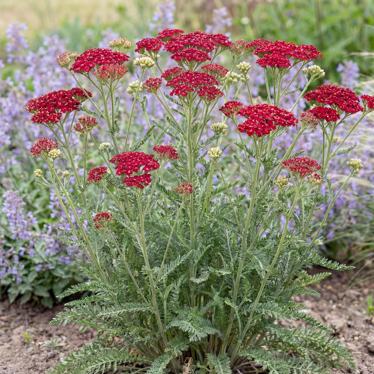 Tutti Frutti Pomegranate Yarrow