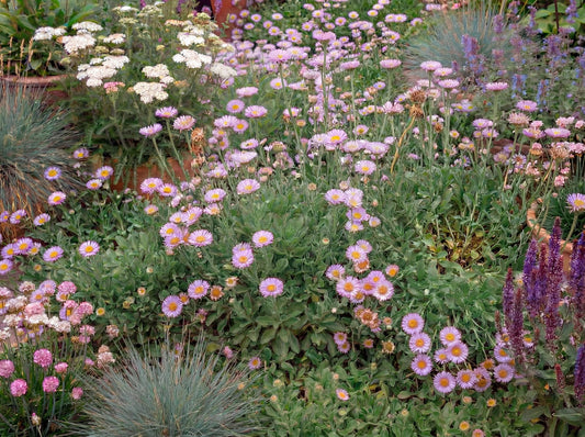Wayne Roderick Seaside Daisy