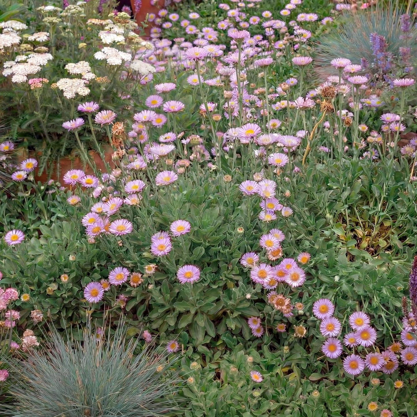 Wayne Roderick Seaside Daisy