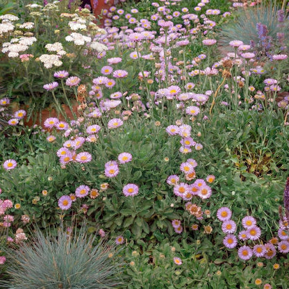 Wayne Roderick Seaside Daisy