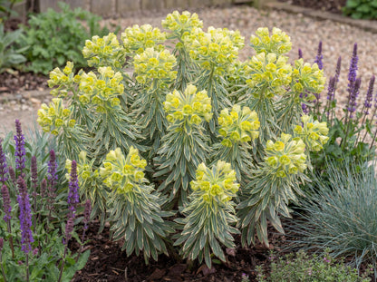 Tasmanian Tiger Spurge