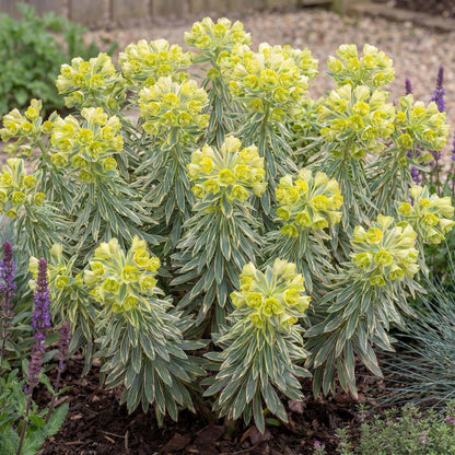 Tasmanian Tiger Spurge