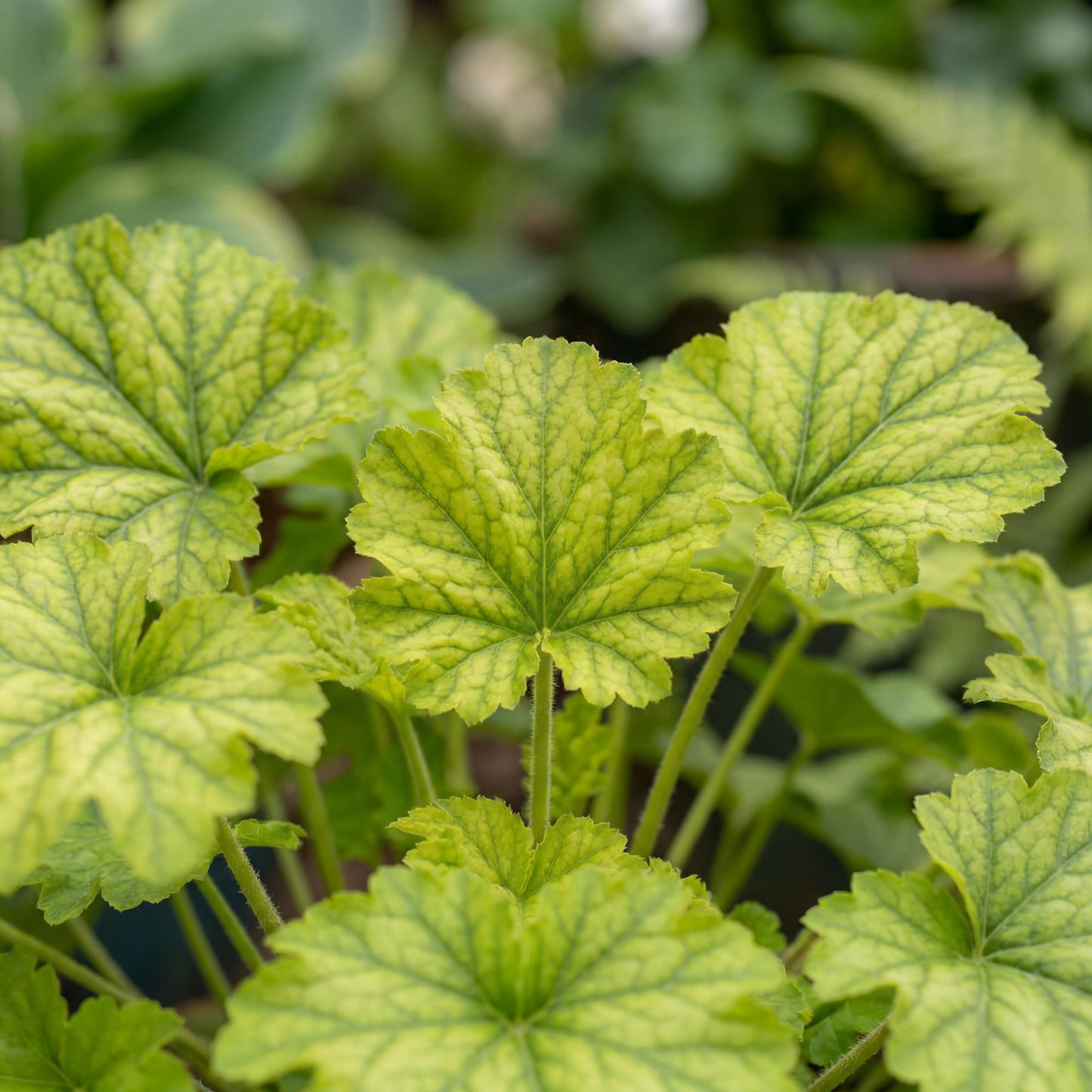 Kira Green Tea Heuchera