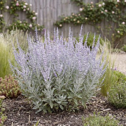 Little Spire Perovskia sends up pale silvery stems that stay stiff and upright all season long