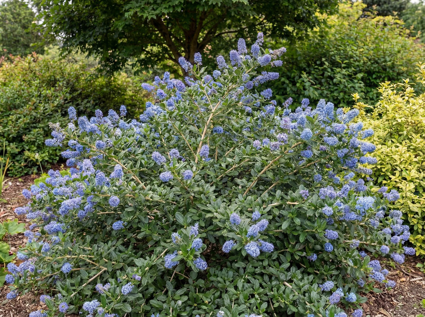 Yankee Point Ceanothus