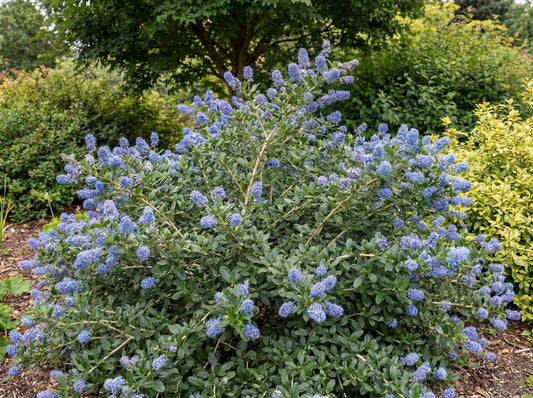 Yankee Point Ceanothus