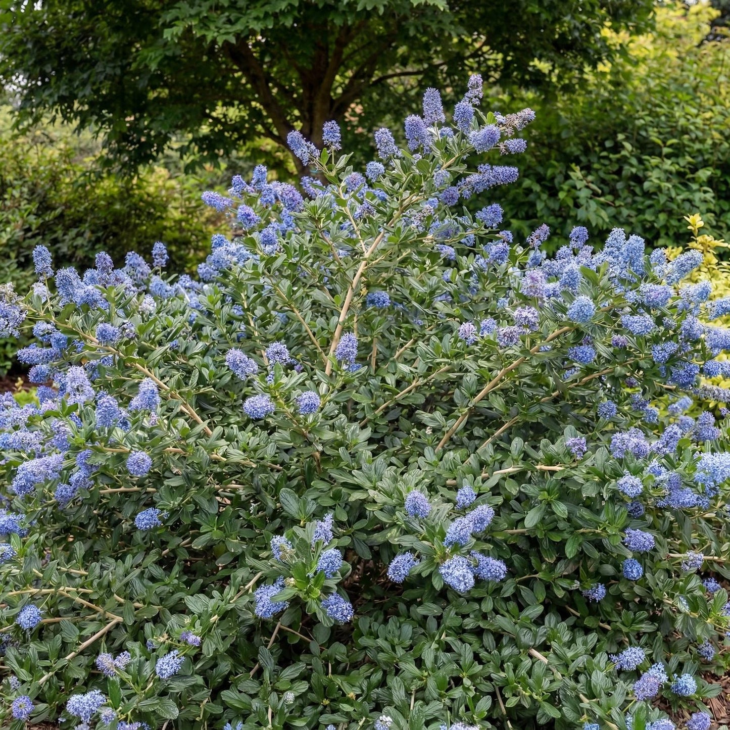 Yankee Point Ceanothus
