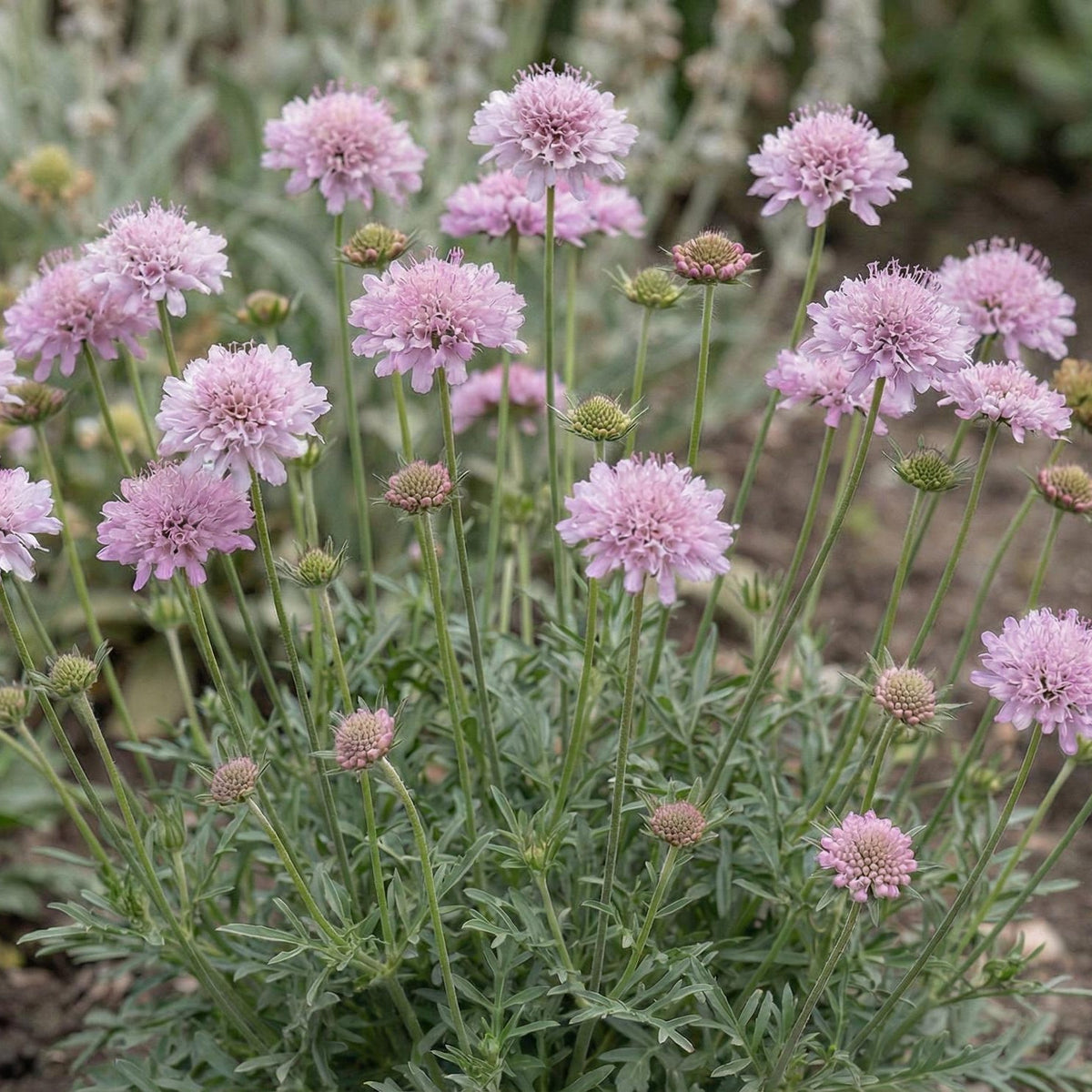 Pink Mist Pincushion Flower in a 4-inch pot, soft pink pincushion blooms over compact gray-green leaves