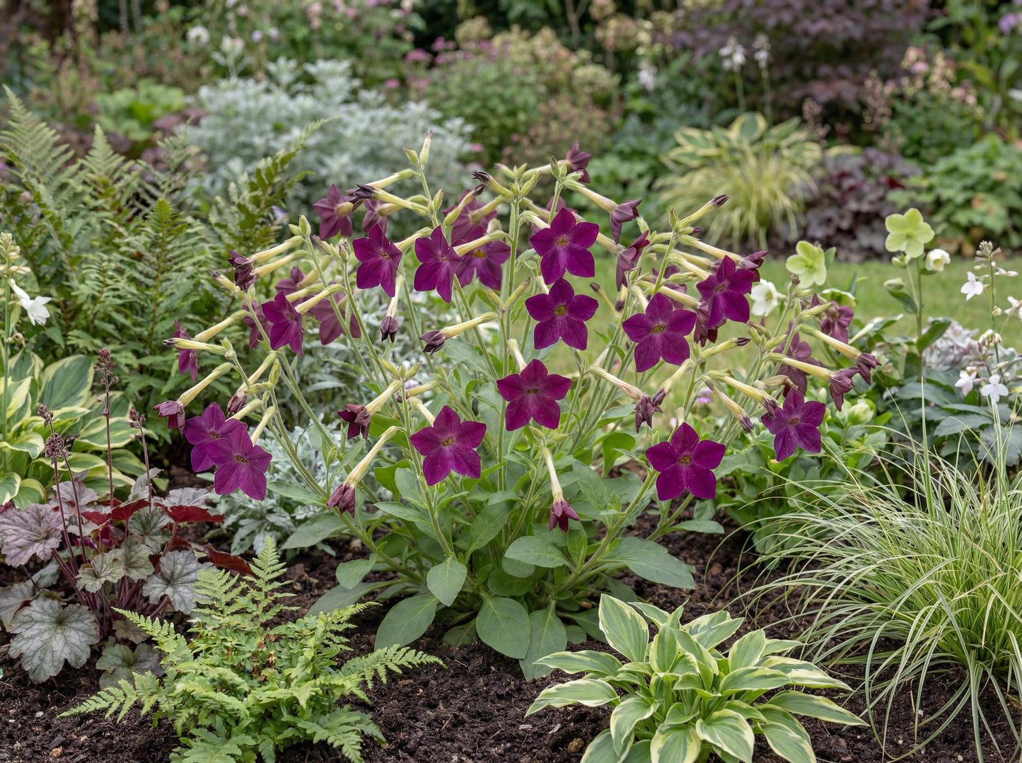 Perfume Deep Purple Flowering Tobacco