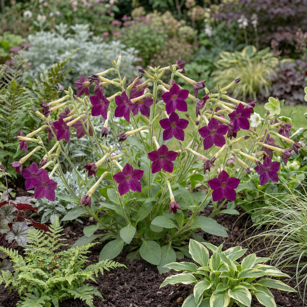 Perfume Deep Purple Flowering Tobacco