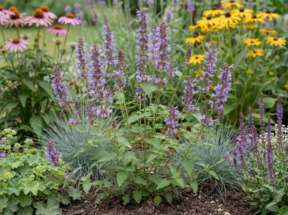 Sunrise Blue Agastache