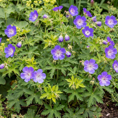 Rozanne Hybrid Crane's Bill in a 4-inch pot, violet-blue flowers with white eyes and fine purple veining