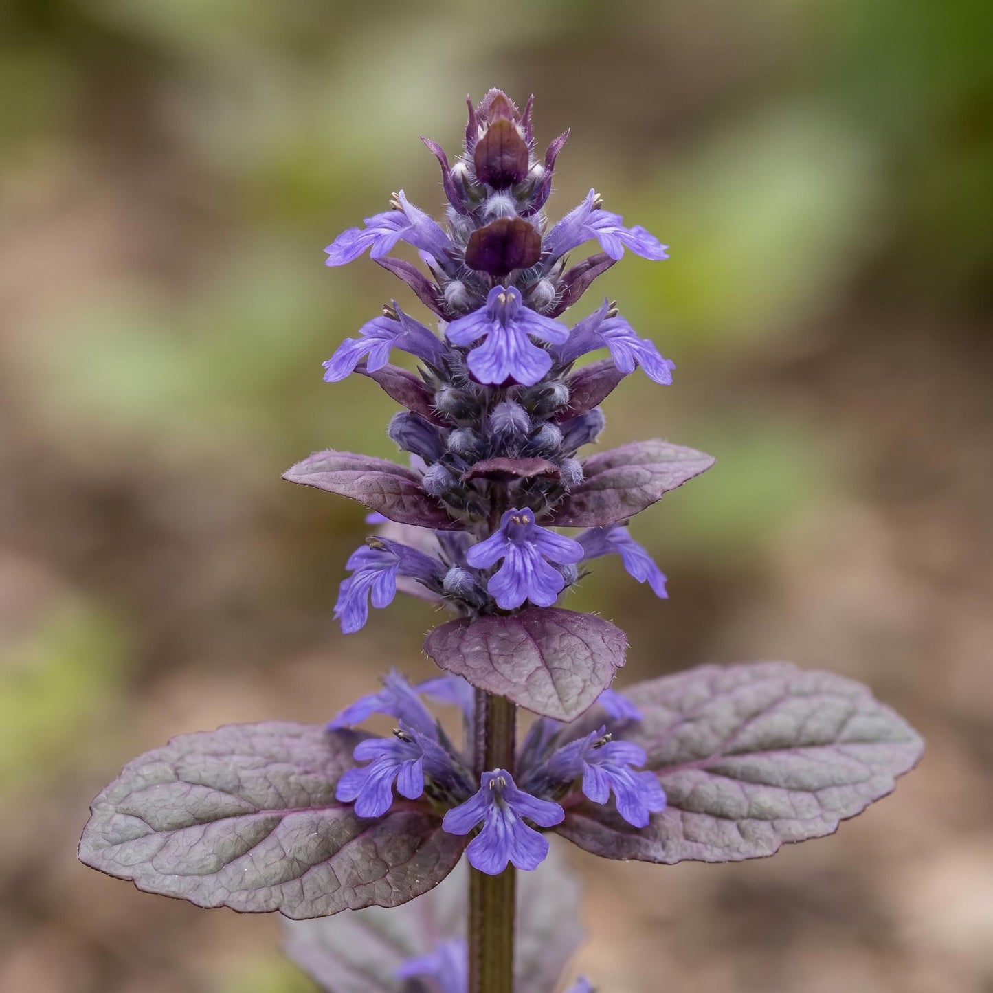 Catlin's Giant Ajuga