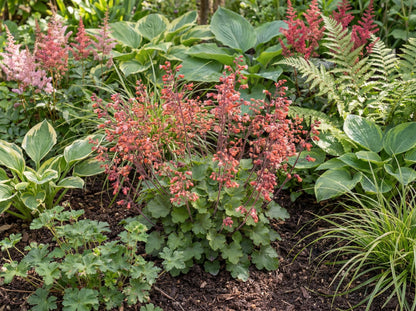 Canyon Delight Heuchera