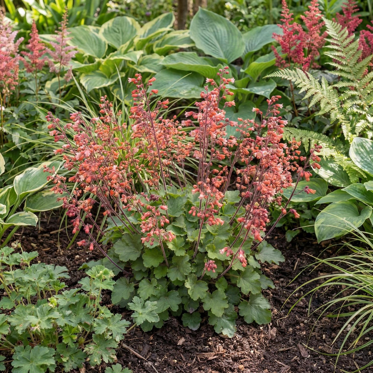 Canyon Delight Heuchera