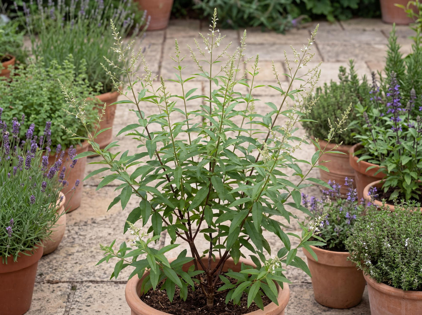 Lemon Verbena
