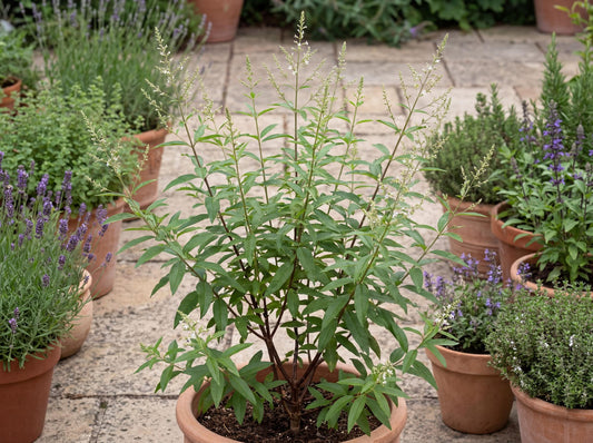 Lemon Verbena