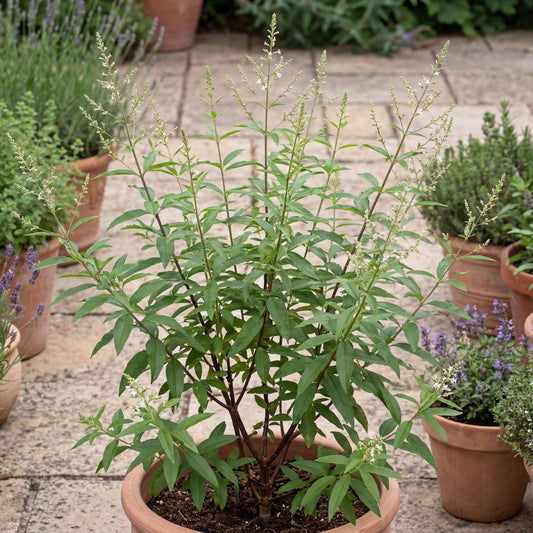 Lemon Verbena in a 4-inch pot, a bushy shrub with narrow bright green leaves that carry a clean lemon scent