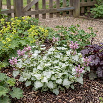 Orchid Frost Grande Lamium