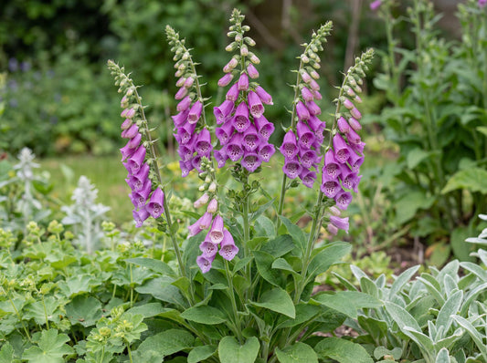 Dalmatian Purple Foxglove