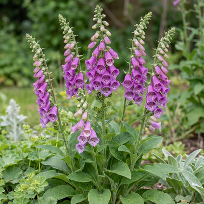 Dalmatian Purple Foxglove