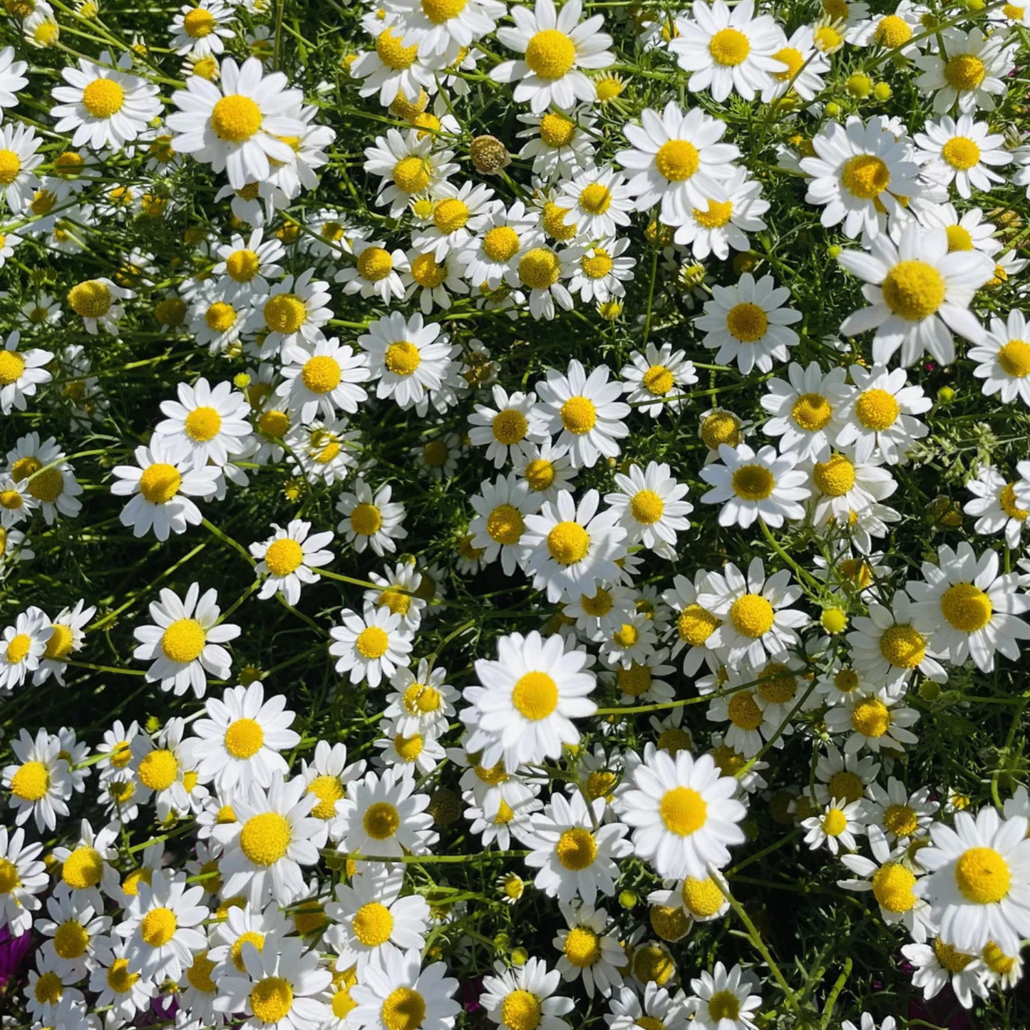 Chamomile 4"
