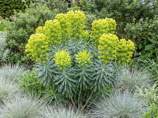 Mediterranean Euphorbia