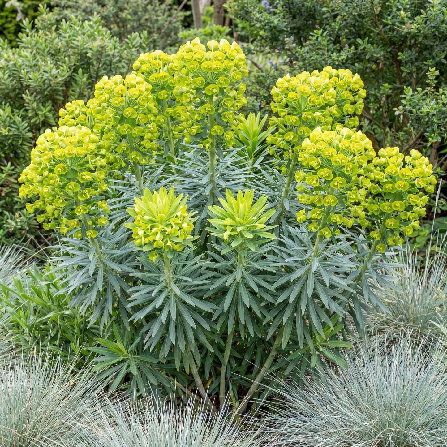 Mediterranean Euphorbia