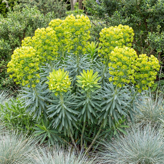 Mediterranean Euphorbia