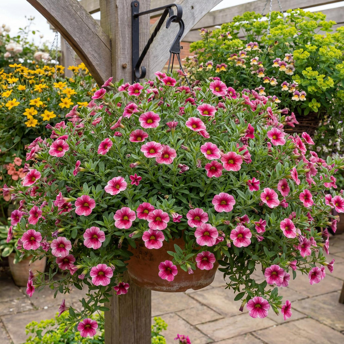 Colibri Cherry Lace Calibrachoa
