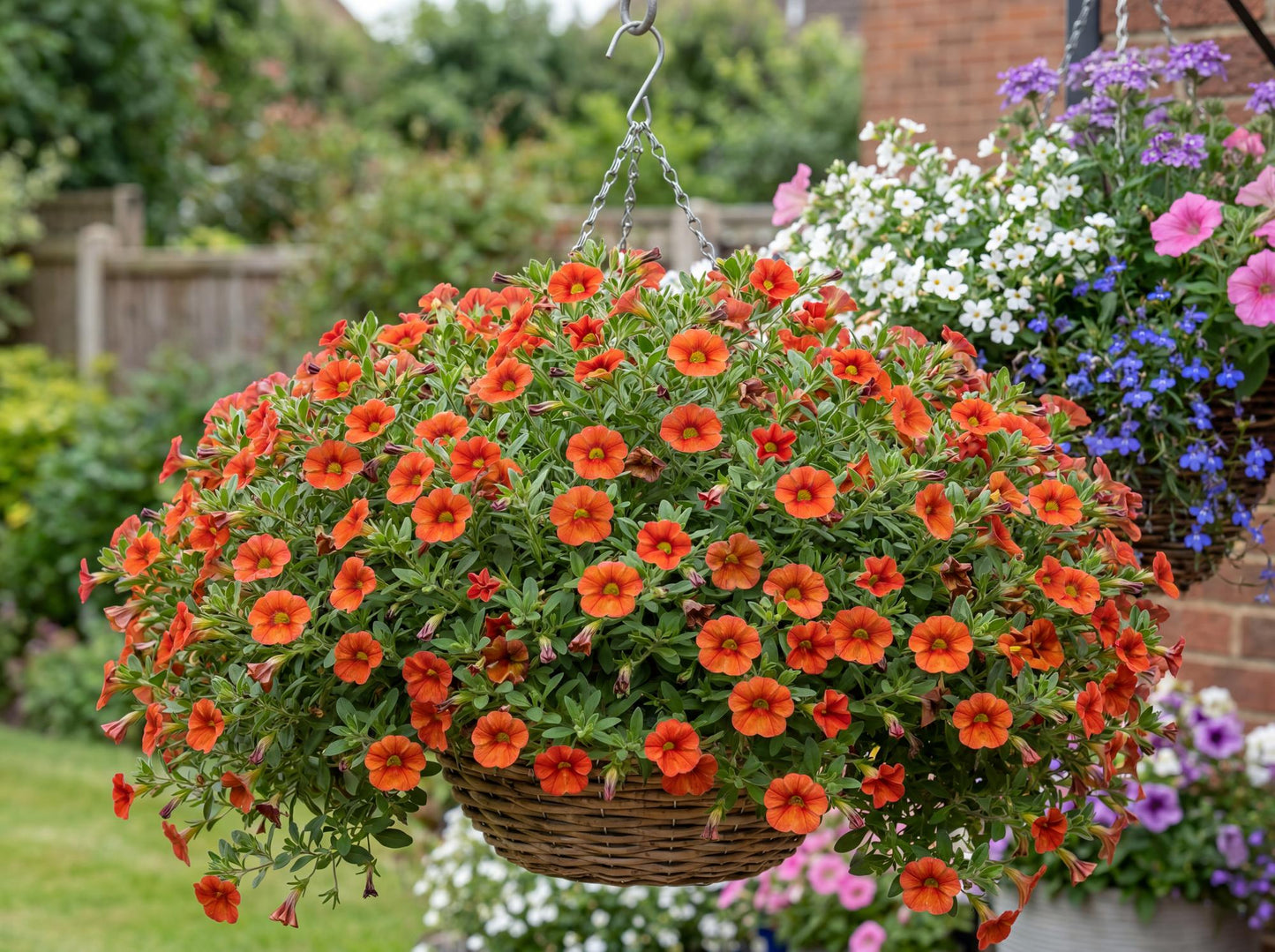 Deep Orange MiniFamous Neo Calibrachoa