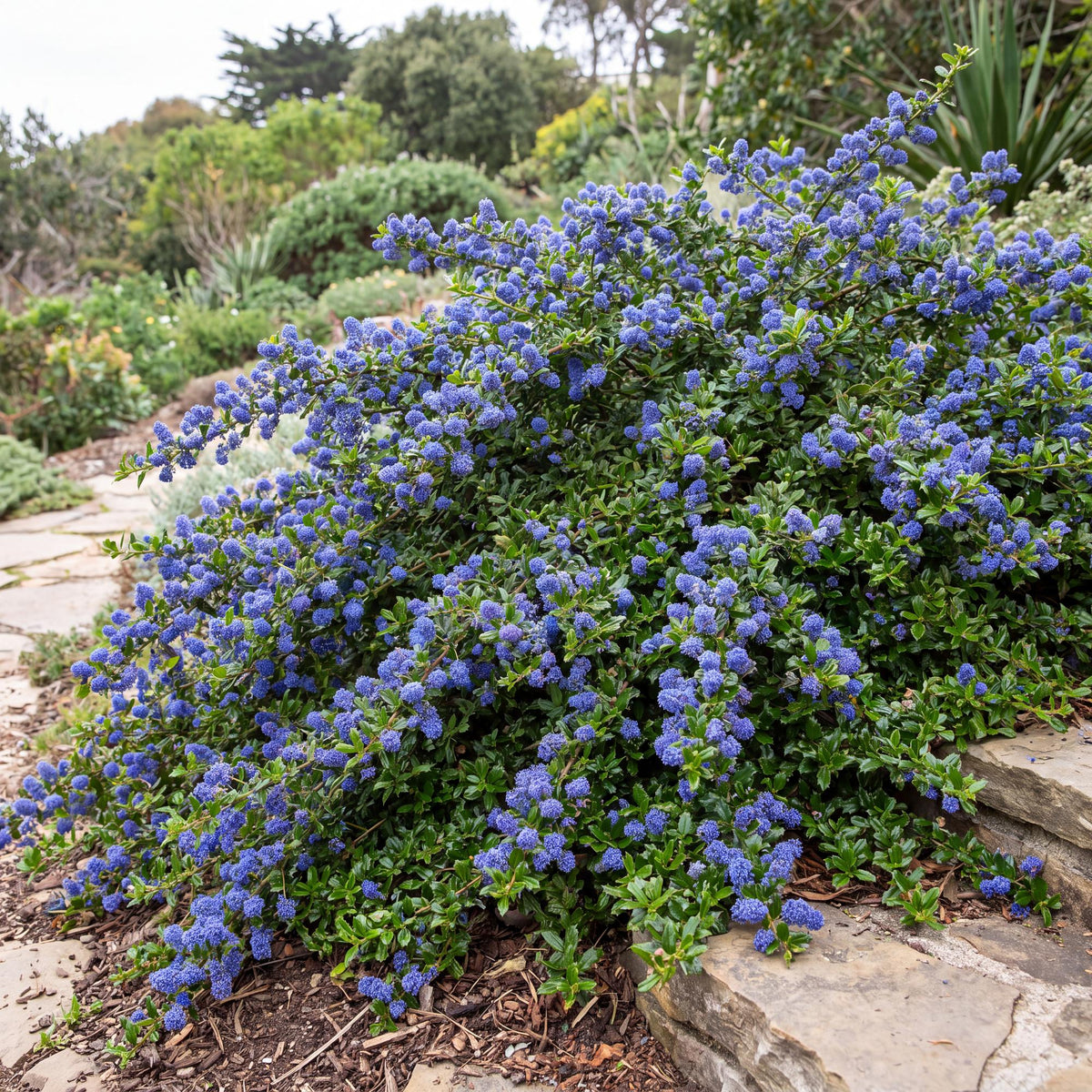 Anchor Bay Ceanothus