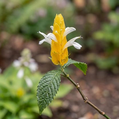 Yellow Shrimp Plant