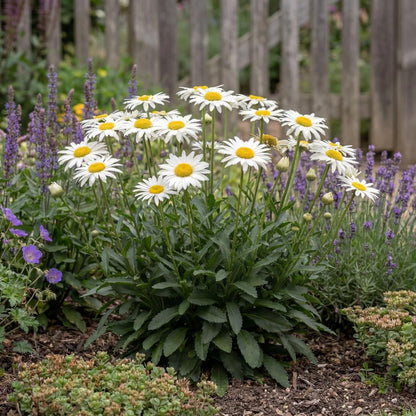 Lucille Chic Shasta Daisy