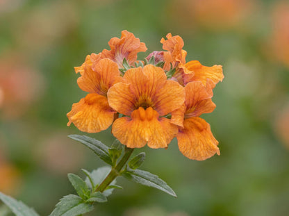 Orange Mai Tai Mimulus
