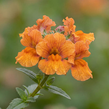Orange Mai Tai Mimulus