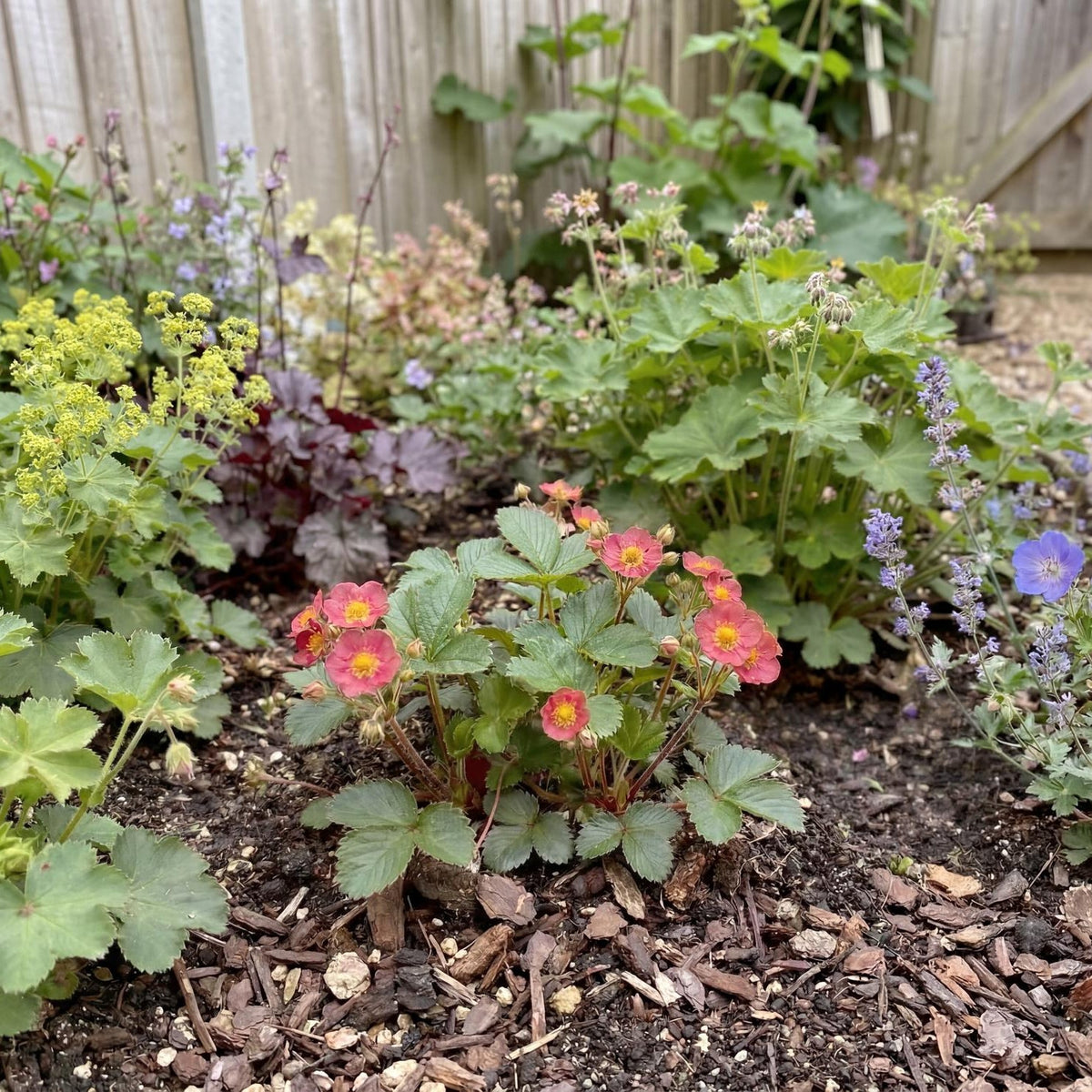 Lipstick Ornamental Strawberry