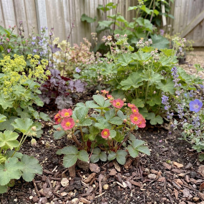 Lipstick Ornamental Strawberry