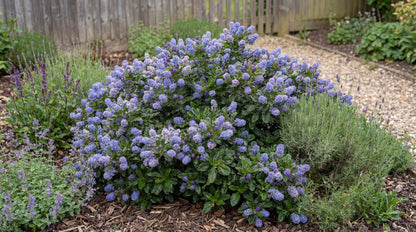 Carmel Creeper Ceanothus