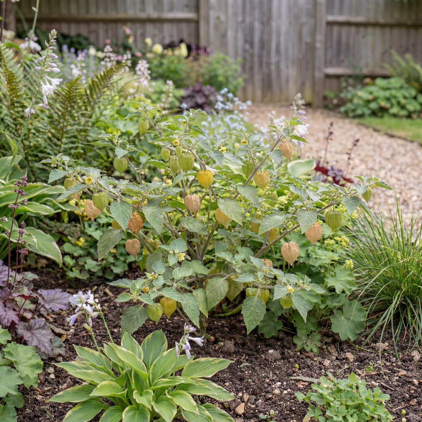 Physalis Ground Cherry Tomato