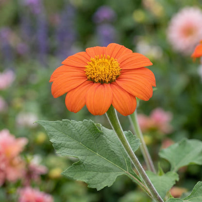Mexican Sunflower