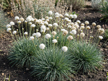 Alba Sea Thrift Armeria